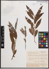 Foto von Salix cordata Michx. x Salix discolor Muhl.